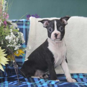 Pepper, Boston Terrier Puppy