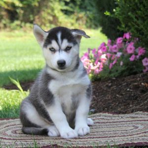 Pepper, Siberian Husky Puppy