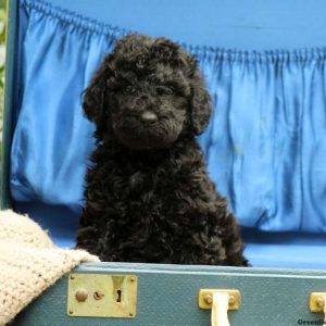 Pepper, Standard Poodle Puppy