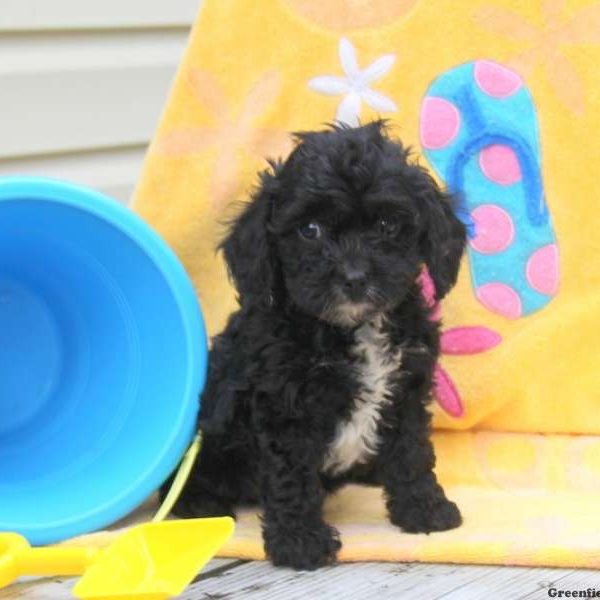 Pepsi, Cavapoo Puppy