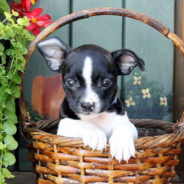 Pepsi, Boston Terrier Mix Puppy