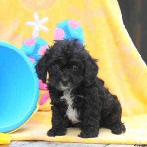 Pepsi, Cavapoo Puppy