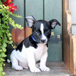 Pepsi, Boston Terrier Mix Puppy