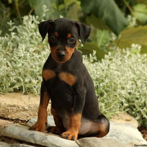 Percy, Miniature Pinscher Puppy