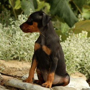 Percy, Miniature Pinscher Puppy