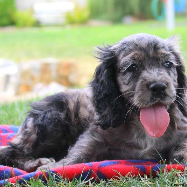 Peter, Cocker Spaniel Puppy