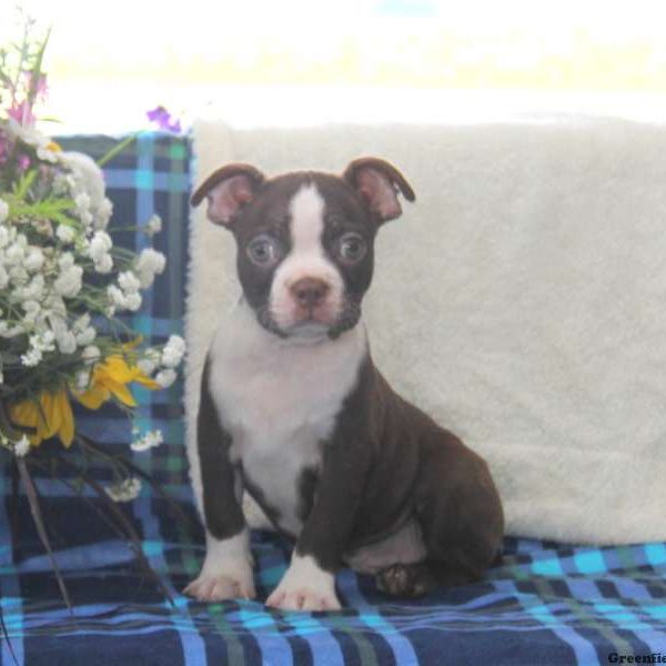 Peter, Boston Terrier Puppy