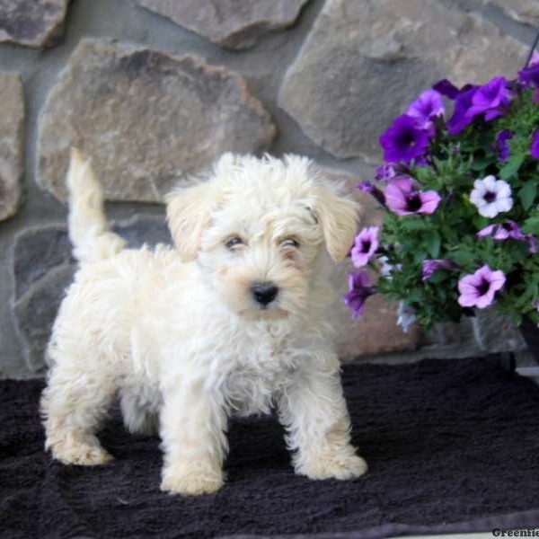 Peter, Westie-Poo Puppy