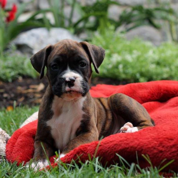 Peter, Boxer Puppy