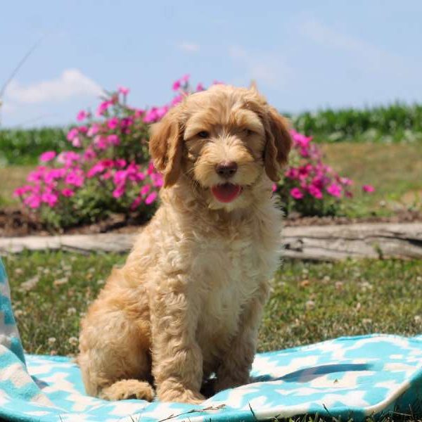 Peter, Goldendoodle Puppy