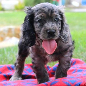 Peter, Cocker Spaniel Puppy