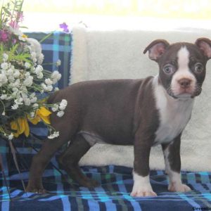 Peter, Boston Terrier Puppy