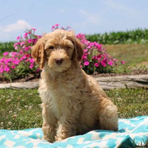 Peter, Goldendoodle Puppy