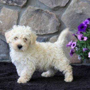 Peter, Westie-Poo Puppy