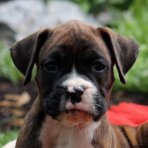 Peter, Boxer Puppy
