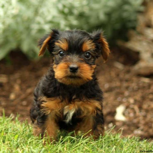 Petunia, Yorkshire Terrier Puppy