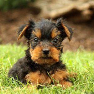 Petunia, Yorkshire Terrier Puppy