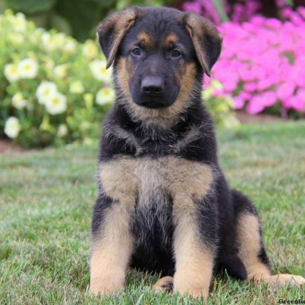 Peyton, German Shepherd Puppy