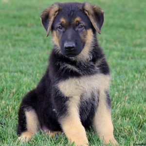 Peyton, German Shepherd Puppy