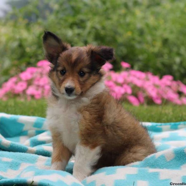 Phillip, Shetland Sheepdog Puppy