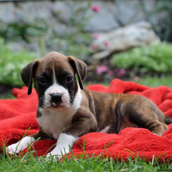 Phillip, Boxer Puppy