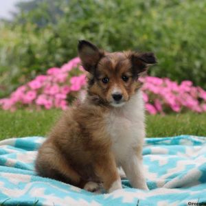 Phillip, Shetland Sheepdog Puppy