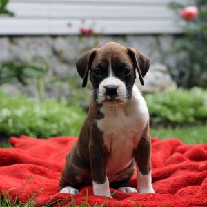 Phillip, Boxer Puppy