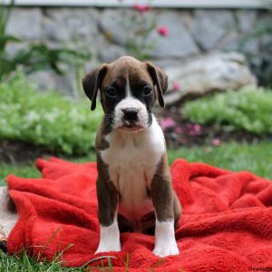 Phillip, Boxer Puppy