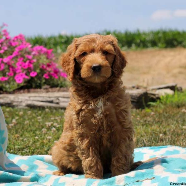 Phyllis, Goldendoodle Puppy