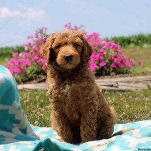 Phyllis, Goldendoodle Puppy