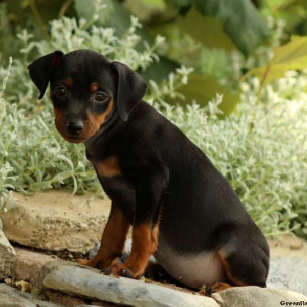 Pickadilly, Miniature Pinscher Puppy