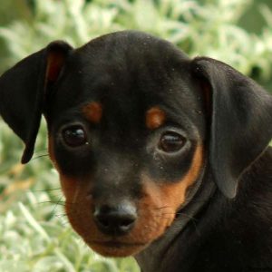 Pickadilly, Miniature Pinscher Puppy