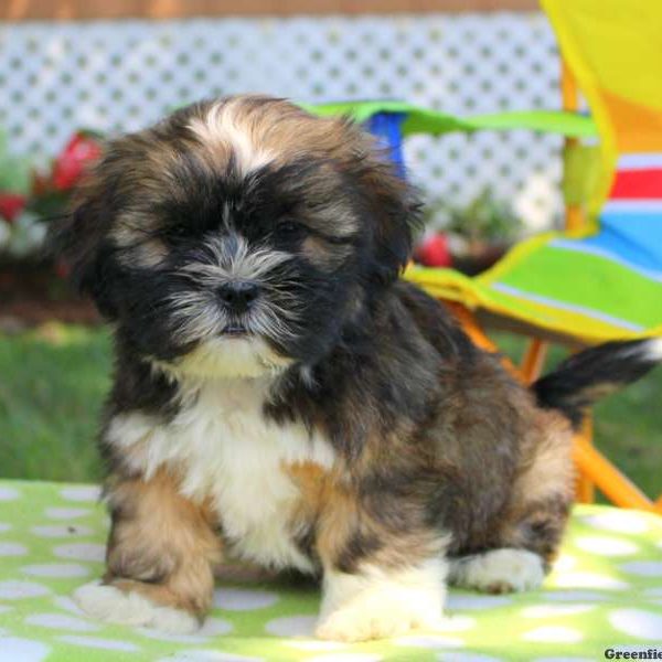 Pickles, Shichon / Teddy Bear Puppy