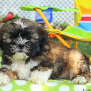 Pickles, Shichon / Teddy Bear Puppy