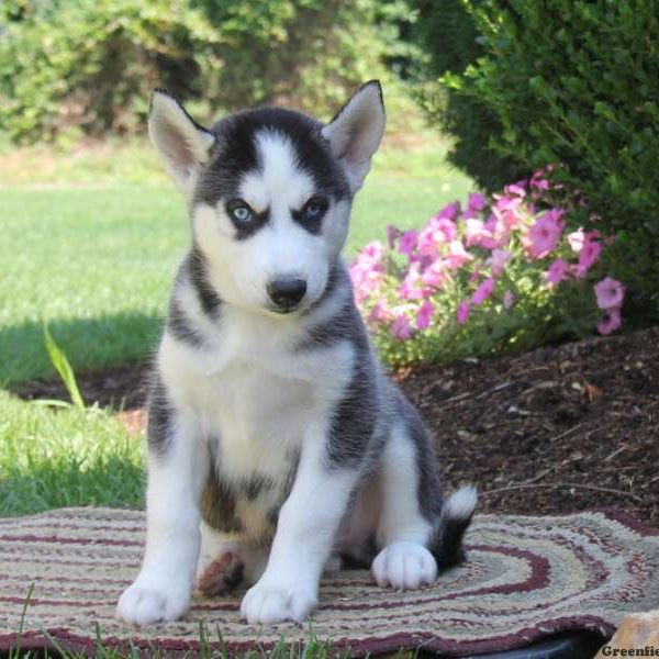 Pierce, Siberian Husky Puppy