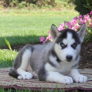 Pierce, Siberian Husky Puppy