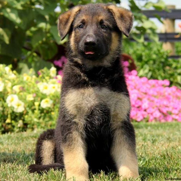 Pierre, German Shepherd Puppy