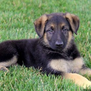 Pierre, German Shepherd Puppy