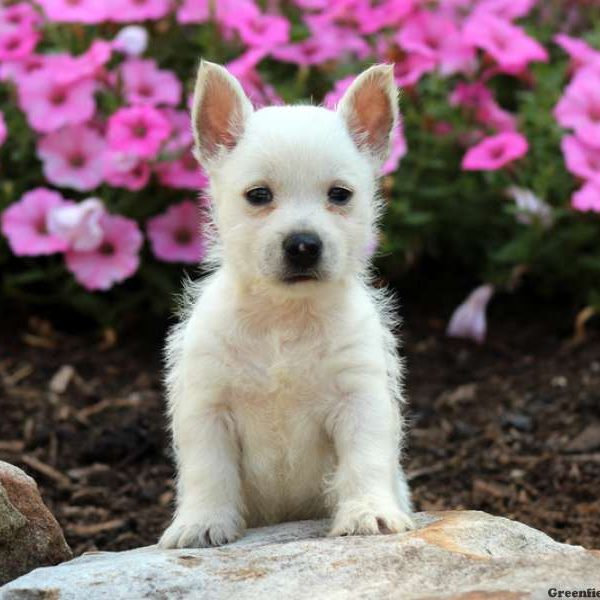 Pip, West Highland Terrier Puppy