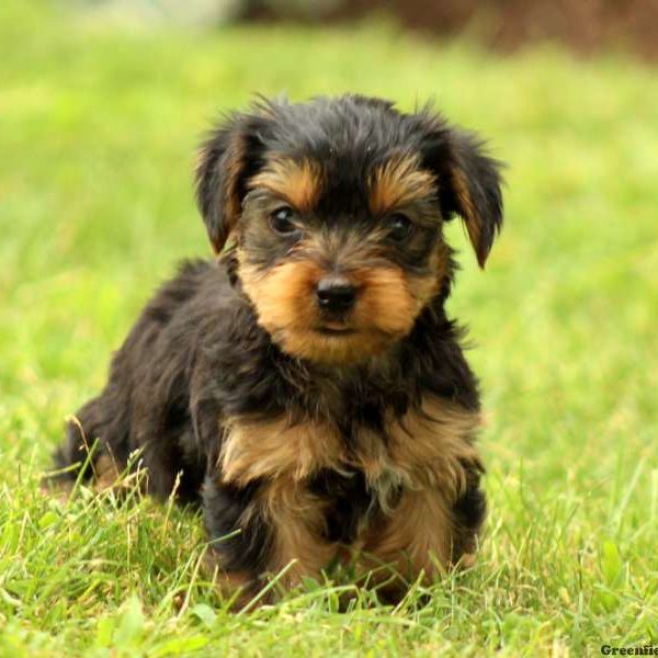 Pip, Yorkshire Terrier Puppy