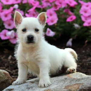 Pip, West Highland Terrier Puppy