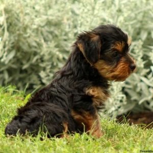 Pip, Yorkshire Terrier Puppy