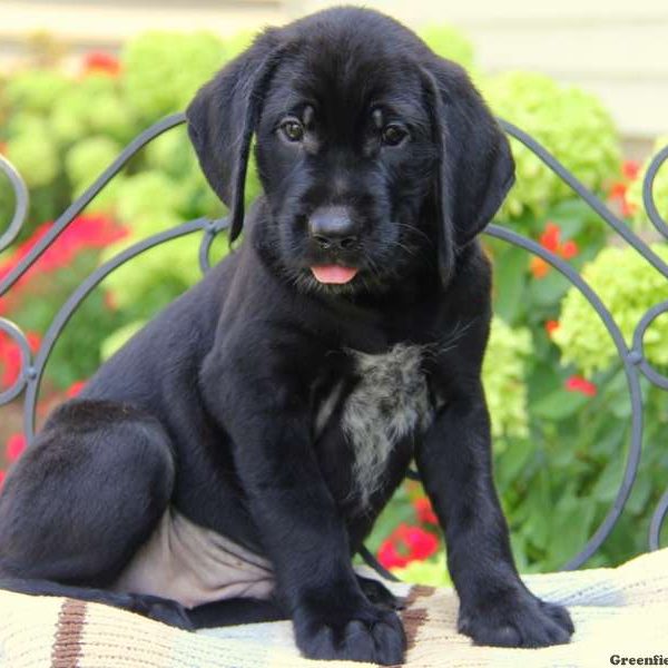 Pluto, Golden Retriever Mix Puppy