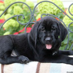 Pluto, Golden Retriever Mix Puppy