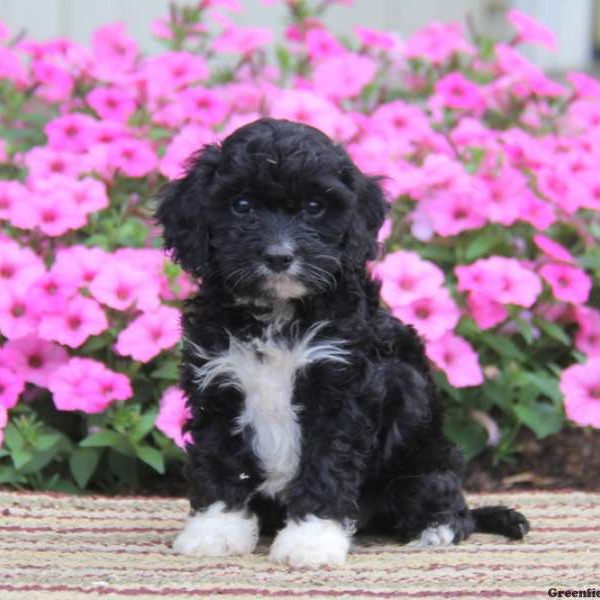 Pokeman, Cavapoo Puppy