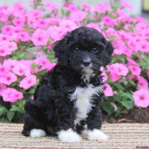 Pokeman, Cavapoo Puppy