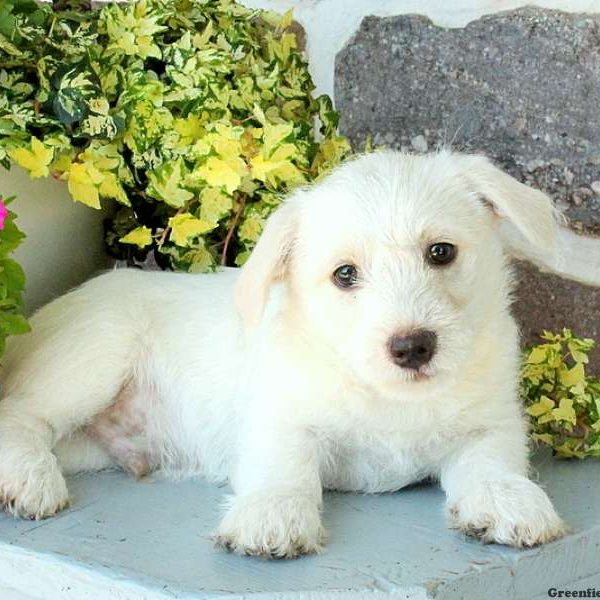 Polar, Bichon Mix Puppy