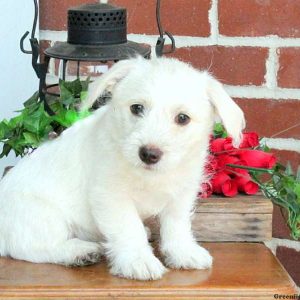 Polar, Bichon Mix Puppy