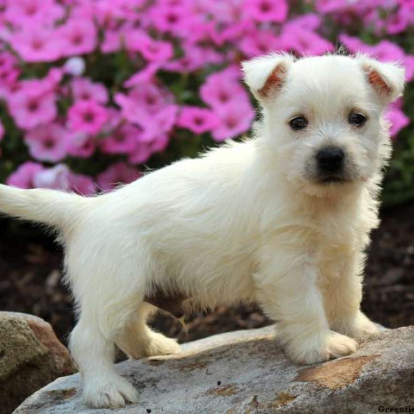 Polka Dot, West Highland Terrier Puppy