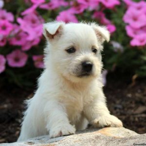 Polka Dot, West Highland Terrier Puppy